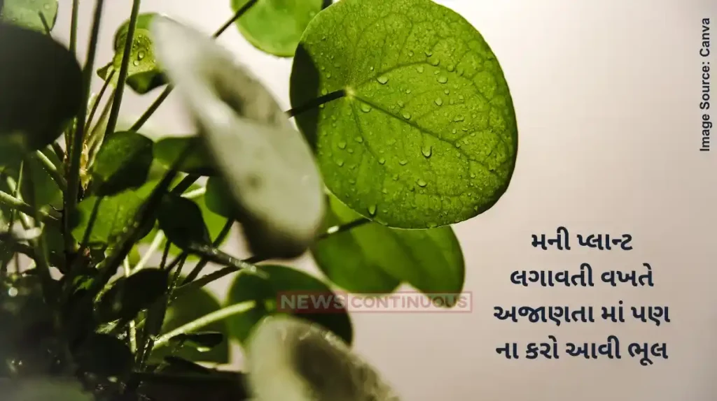 vastu shastra do not make this mistake while planting a money plant