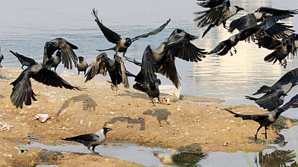 Bird Flu Surging Outbreak: Caution! A new dangerous strain of bird flu, H5N1, can also infect humans.