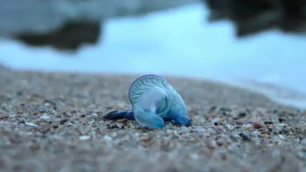 Juhu Beach : મુંબઈના જુહુ બીચ પર ઝેરી જેલીફિશનો આતંક, જેલીફિશના ડંખને કારણે આટલા લોકો ગંભીર રીતે ઘાયલ.. 6 People Stung by Jellyfish at Juhu Beach in Mumbai