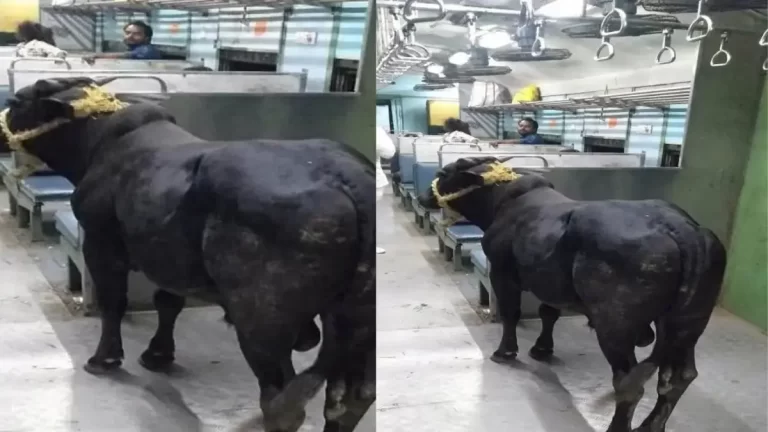 Bull-Travels-In-Passenger-Train-From-Jharkhand-To-Bihar-Video-Goes-Viral