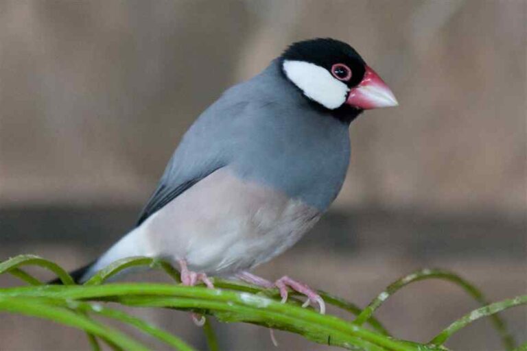 Java-Sparrow-Images