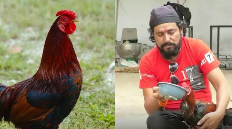 Liquor-addict-rooster-that-drinks-alcohol-each-month_11zon