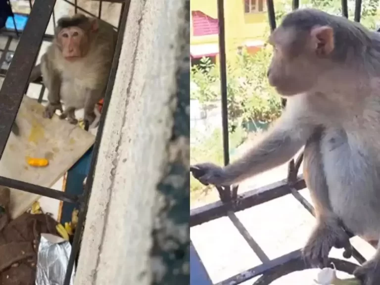 Monkey-treated-to-junk-food-gets-obese-rescued-after-it-struggles-to-squeeze-out-of-balcony-gril