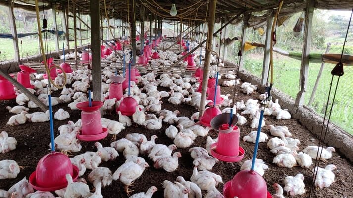 Poultry-farm-of-Habib-Ahmed