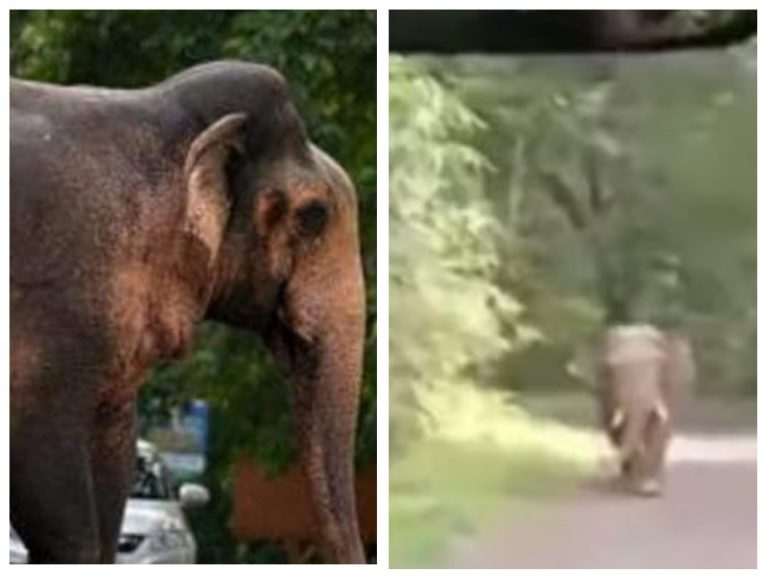 Private bus Kerala wild elephant