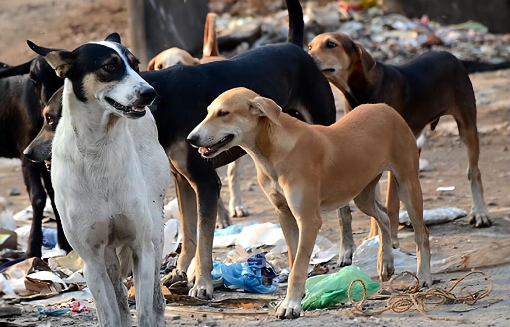 Dog Howl: Why do dogs howl at night? What do they see? What is the reason?