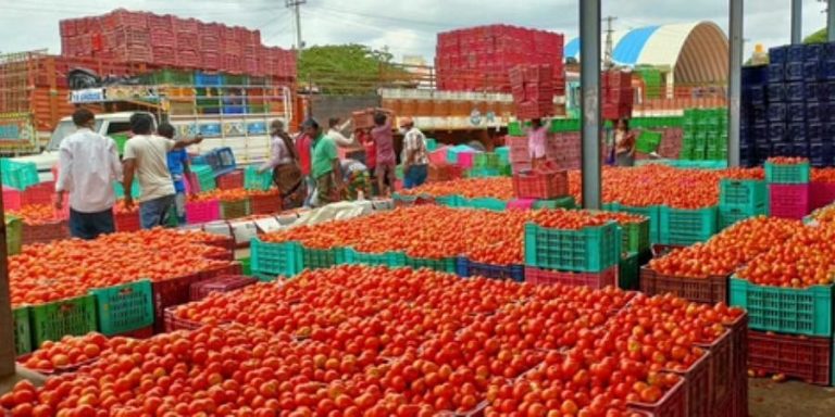 Free Tomato: Get tomatoes free with shoes, phones and helmet Free Tomato: Get tomatoes free with shoes, phones and helmet