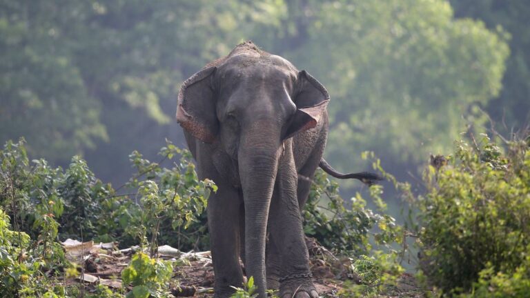 Elephant on killing spree, mauls 16 in 12 days; Sec 144 in Ranchi