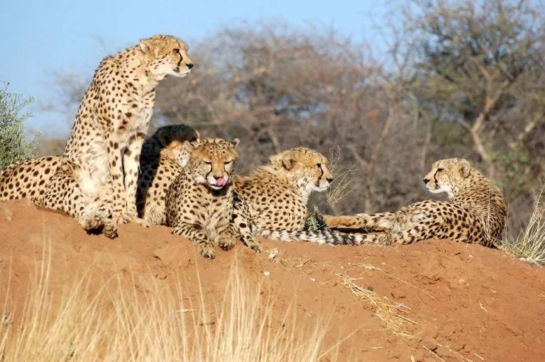 12 South African Cheetahs To Land In India On Saturday