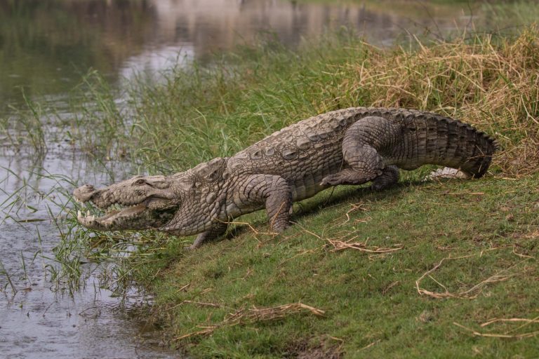 giant-crocodile-Found-at-Bodelli-taluka-In-Vadodara_11zon-1