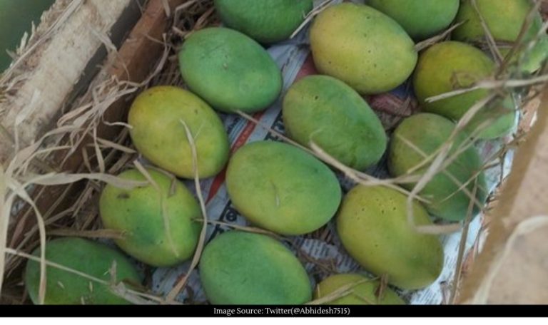 King of fruits Kesar entry in market yard, know what is the price of 10 kg King of fruits Kesar entry in market yard, know what is the price of 10 kg