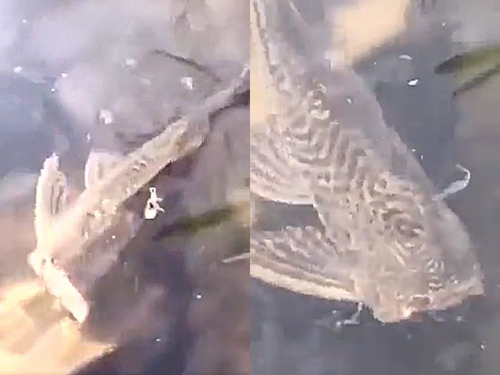 fish-without-head-watch-viral-video