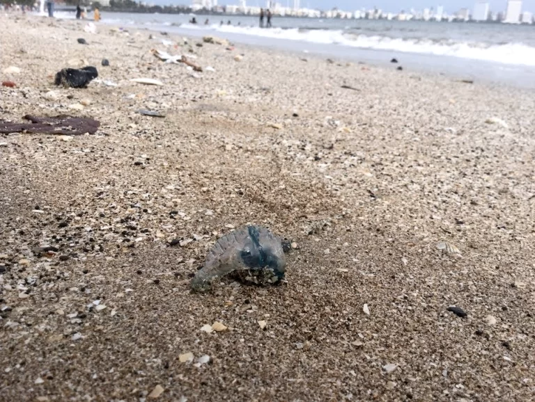 6 People Stung by Jellyfish at Juhu Beach in Mumbai