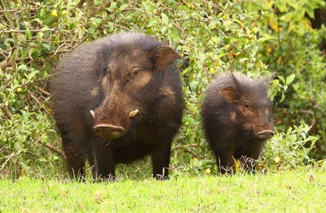 આ જંગલી પ્રાણી પૃથ્વી પરની સૌથી વધુ આક્રમક પ્રજાતિ; ઉત્સર્જિત કરે છે દસ લાખ કાર સમાન કાર્બન ડાયોક્સાઈડ, જાણો વિગત