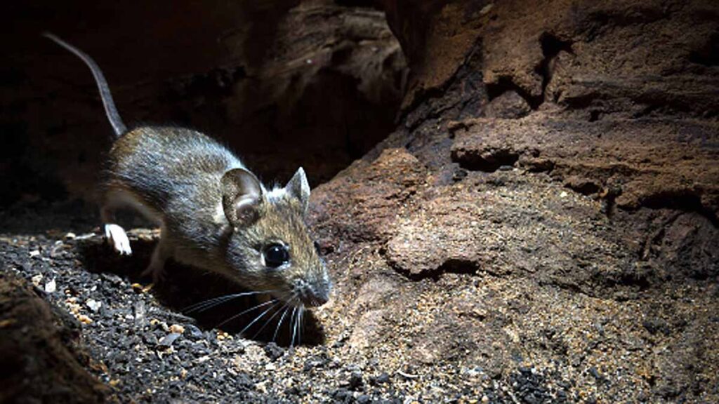 young man killed rat police filed 30 page chargesheet court hearing start budaun