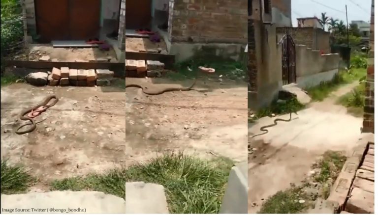 snake stealing chappal viral video