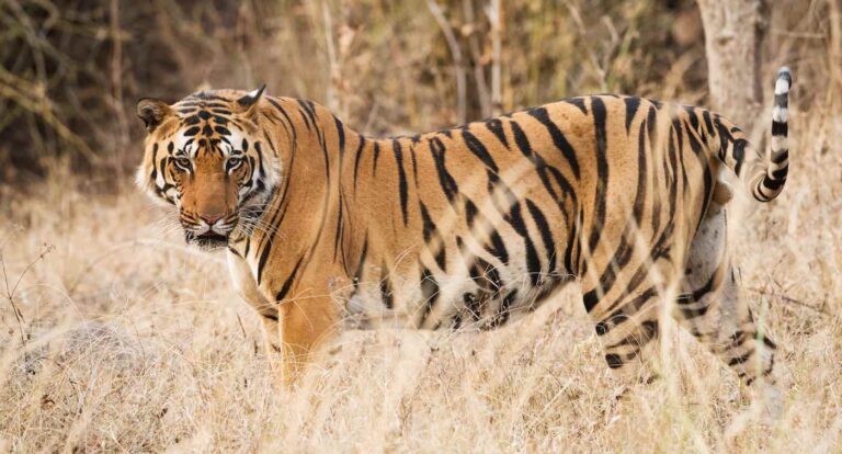 Madhya pradesh: The country's tigers are being targeted by poachers; a major threat to Tadoba, Pench