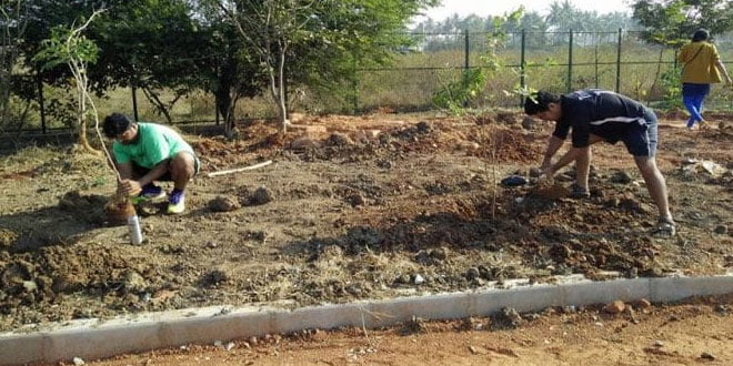 tree-plantation660x330