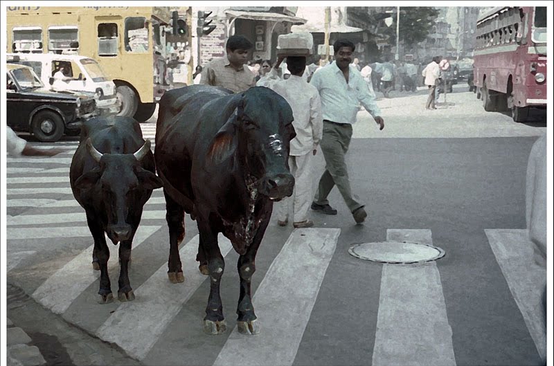 મુલુંડમાં ગર્ભવતી ગાયનું ફુટપાથ પર મૃત્યુ, ગાય ભાડે આપનાર તબેલા માલિક પર પોલીસની તવાઈ…