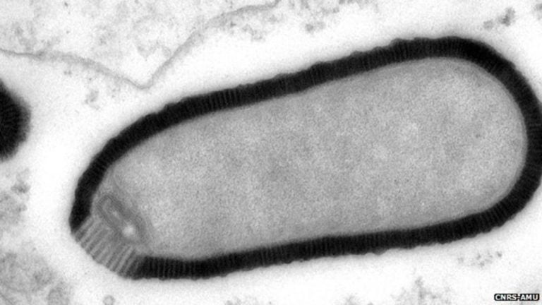zombie virus russia