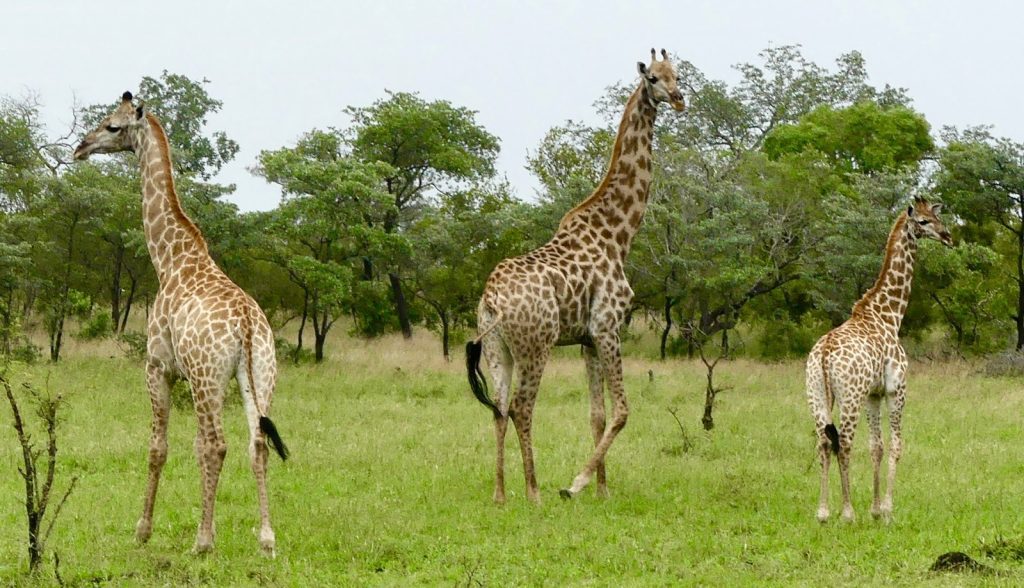 3 Giraffes From South Africa Were Brought To Ahmedabad Airport In Jumbo Cargo