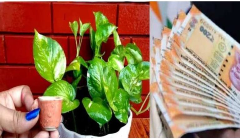 Avoid these 5 mistakes when placing a money plant at home Avoid these 5 mistakes when placing a money plant at home