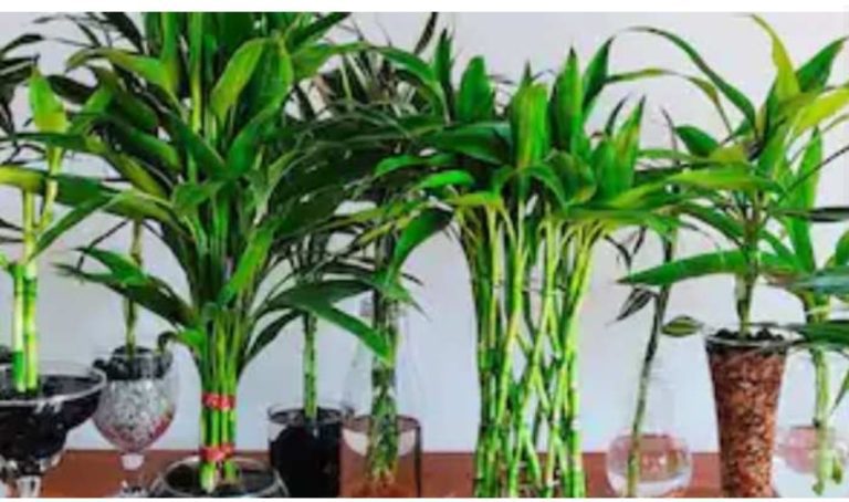 Bring home these five plants in the New Year-min