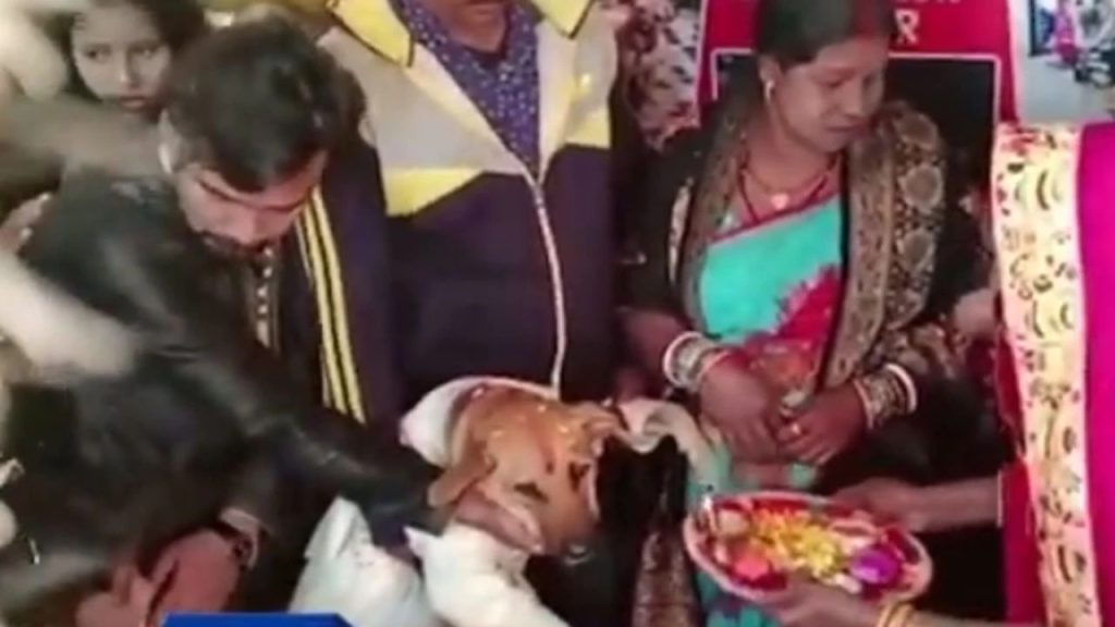 Dog cuts cake wearing suit worth Rs 4500 at lavish birthday party