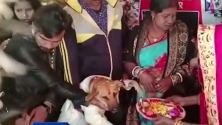 Dog cuts cake wearing suit worth Rs 4500 at lavish birthday party