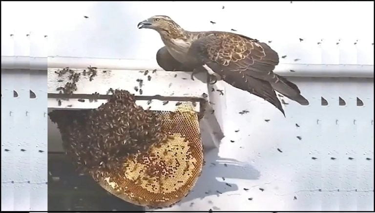 Honeycomb This is how honey is stolen from a honeycomb