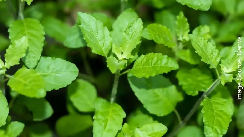Immunity-Boosting Leaves That Help Reduce Diabetes, Stress, and Fight Infections
