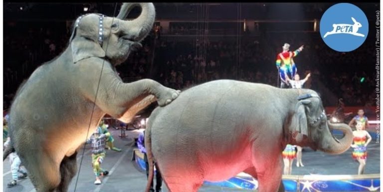 Rescuing 29 elephants from circus in last five years by PETA India and FIAPO