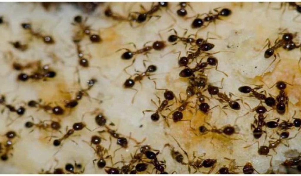 This is what it means if you see ants in your house