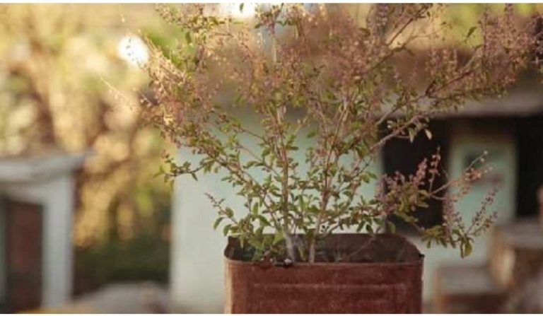 Tulsi plant-Tulsi is associated with this planet in the horoscope