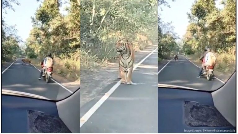 Viral video shows biker close encounter with tiger