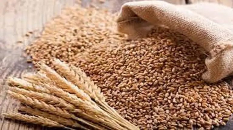 Wheat Price: After Rice and Pulses, Flour Prices now rise, Wheat prices at six-month highs.. Wheat Price: After Rice and Pulses, Flour Prices now rise, Wheat prices at six-month highs..