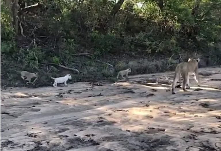 White lion cub sprints behind mother lion White lion cub sprints behind mother lion