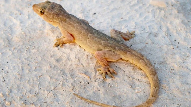 Why are you afraid of lizards