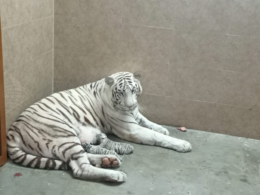 a white tigress gave birth to two male cubs at Rajkot Zoo