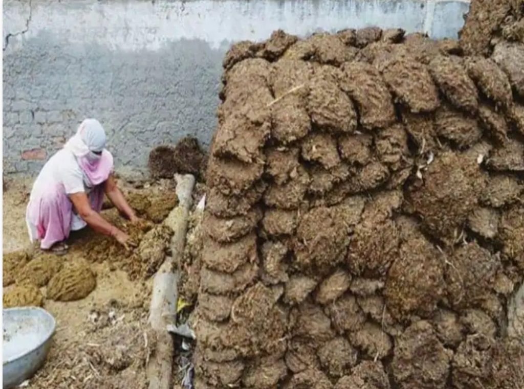 Know how much you will earn by doing cow dung business