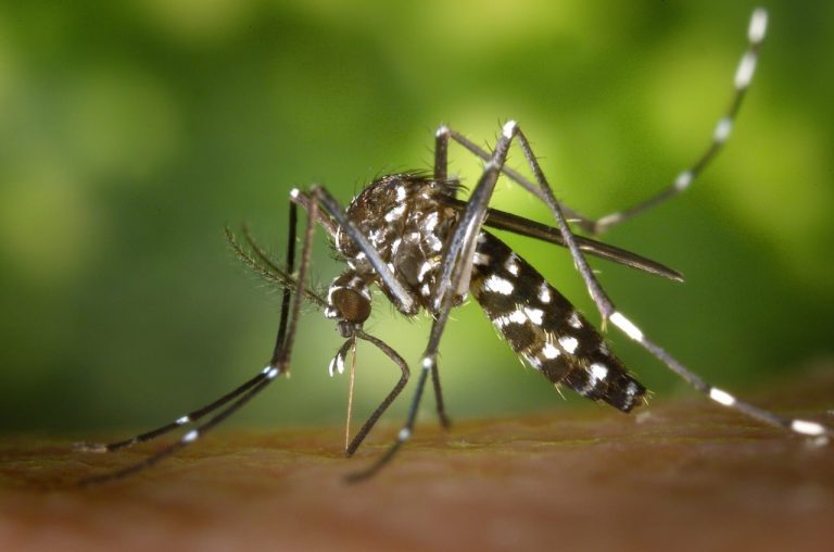 55 perc Indians blame mosquito bites for poor sleep quality - Goodknight survey