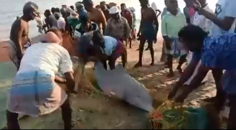 Tamil Nadu Forest Team and local fishermen successfully rescued and released two dolphins caught in a fishing net
