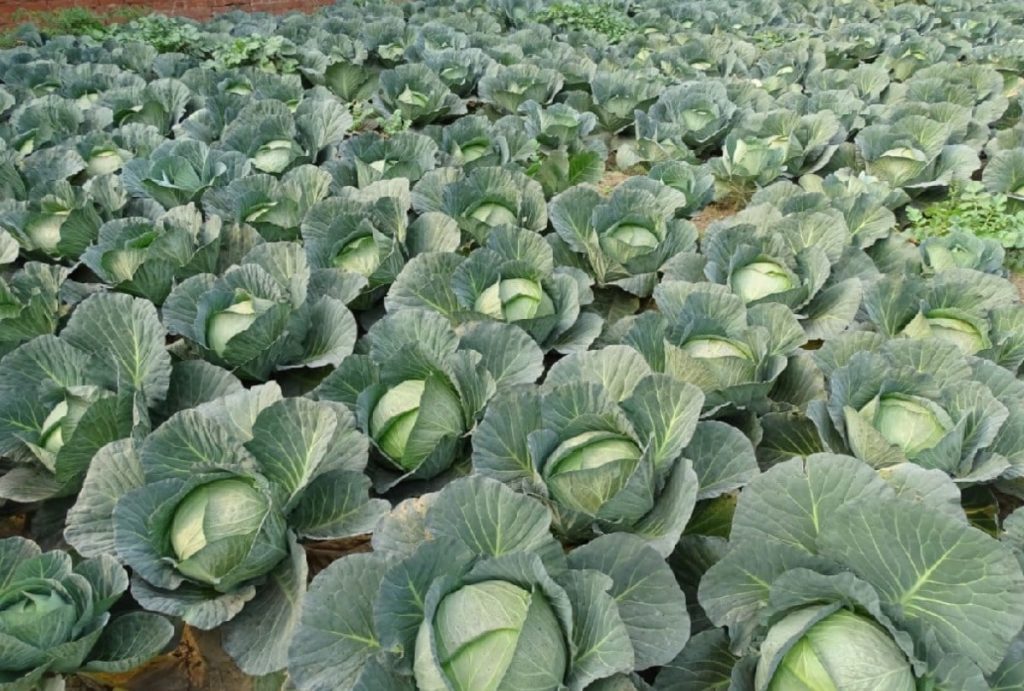 no buyers of cabbage, the price has come down to two to three rupees per kg