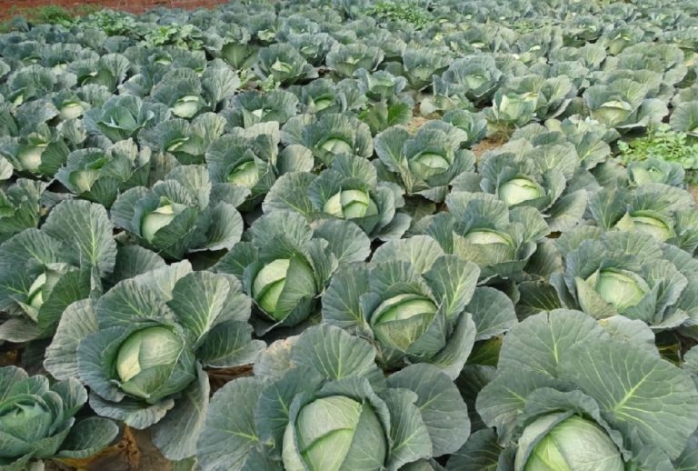 no buyers of cabbage, the price has come down to two to three rupees per kg