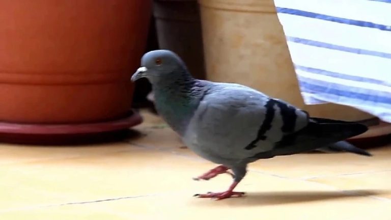 pigeon coming in house gives auspicious sign of good luck pigeon coming in house gives auspicious sign of good luck