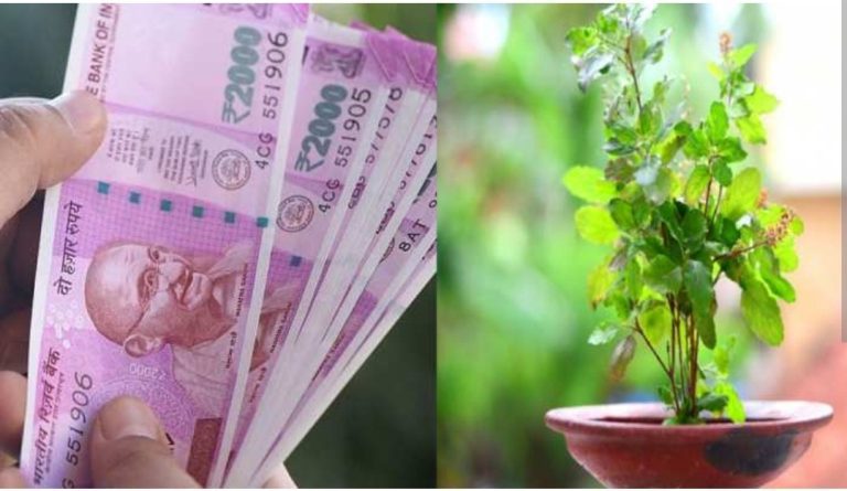 Do this thing with tulsi leaves to become rich