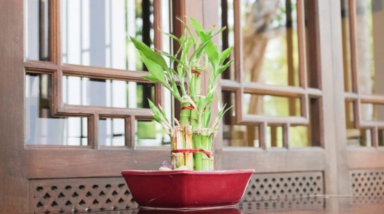 Vastu Plant: This small plant is no less than Tulsi plant