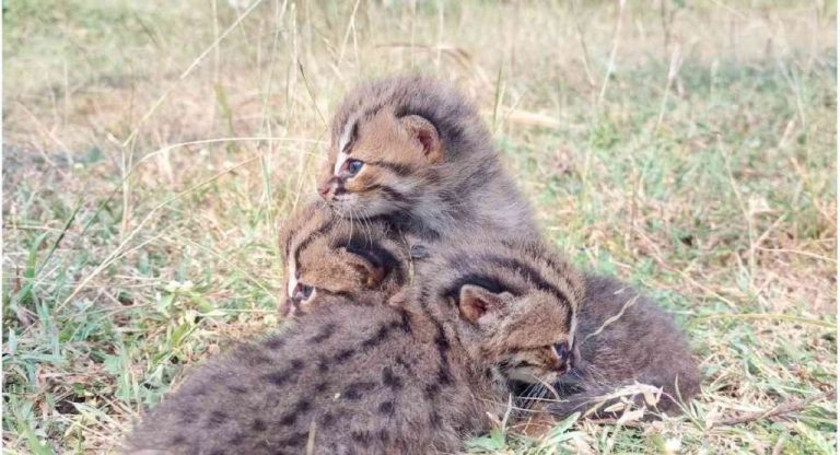 Person adopt wild cat pups Person adopt wild cat pups