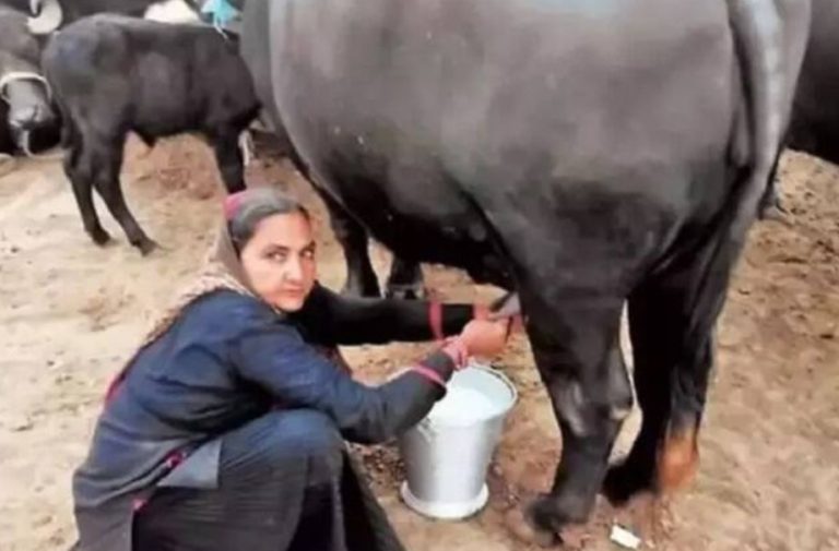 63-Year-Old Woman From Gujarat Opens Dairy At Home and Sells Milk Worth 1 Crore A Year 63-Year-Old Woman From Gujarat Opens Dairy At Home and Sells Milk Worth 1 Crore A Year