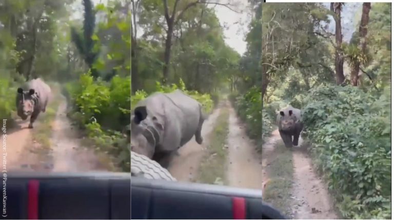 Rhino chases tourist jeeps inside Kaziranga National Park Rhino chases tourist jeeps inside Kaziranga National Park